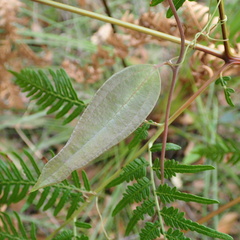 Smilax glyciphylla
