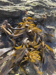 Eisenia arborea