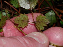 Rubus australis