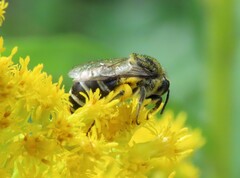Colletes simulans