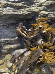 Eisenia arborea