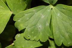 Erysiphe aquilegiae