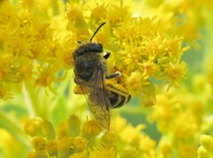 Colletes simulans