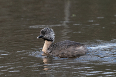 Poliocephalus poliocephalus