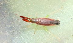 Heterotoma planicornis