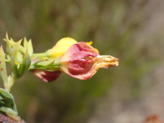 Hermannia aff-denudata