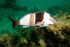 Pseudogoniistius nigripes