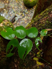 Geitonoplesium cymosum