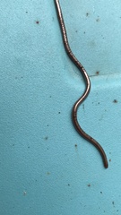 Leptotyphlopidae