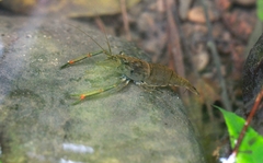 Macrobrachium asperulum