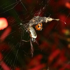 Trichonephila edulis