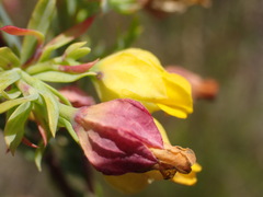 Hermannia aff-denudata