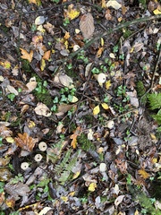 Lycoperdon excipuliforme