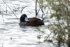Oxyura australis