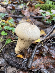 Lycoperdon excipuliforme