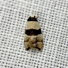Zonopetala glauconephela
