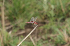 Urothemis assignata