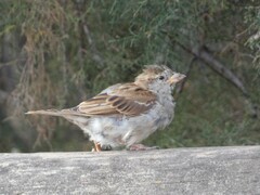Passer domesticus