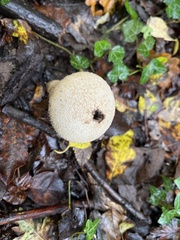 Lycoperdon excipuliforme