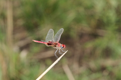 Urothemis assignata
