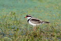 Elseyornis melanops
