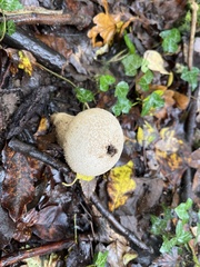 Lycoperdon excipuliforme