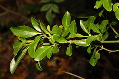 Euonymus japonicus
