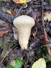 Lycoperdon excipuliforme