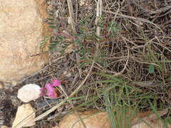 Indigofera declinata