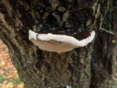 Phellinus igniarius