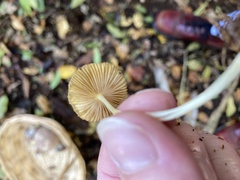 Mycena crocata