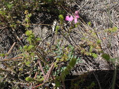Indigofera declinata