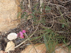 Indigofera declinata