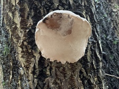 Phellinus igniarius
