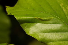Phyllonorycter maestingella