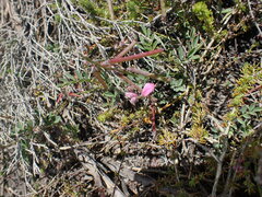 Indigofera declinata