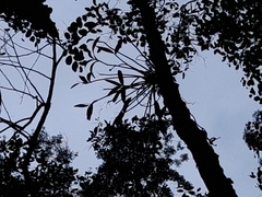 Dendrobium gracilicaule