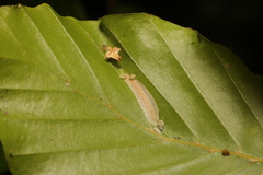 Phyllonorycter maestingella