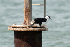 Phalacrocorax fuscescens