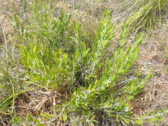 Leucospermum cuneiforme