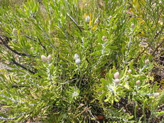 Leucospermum cuneiforme