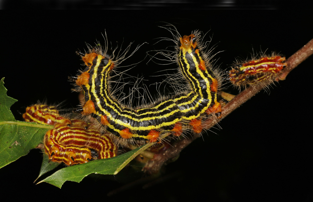 Yellow-necked Caterpillar Moth
