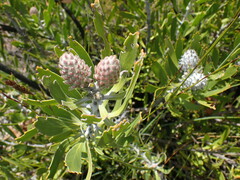 Leucospermum cuneiforme