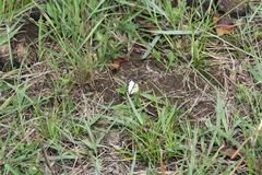 Belenois creona severina