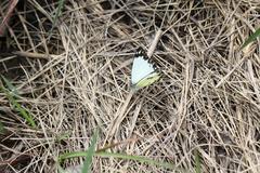 Belenois creona severina