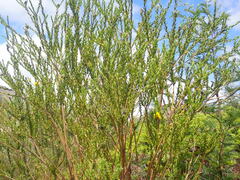 Liparia hirsuta
