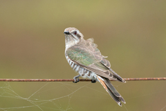 Chrysococcyx basalis