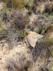 Protea acaulos