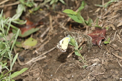 Belenois creona severina