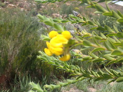 Liparia hirsuta